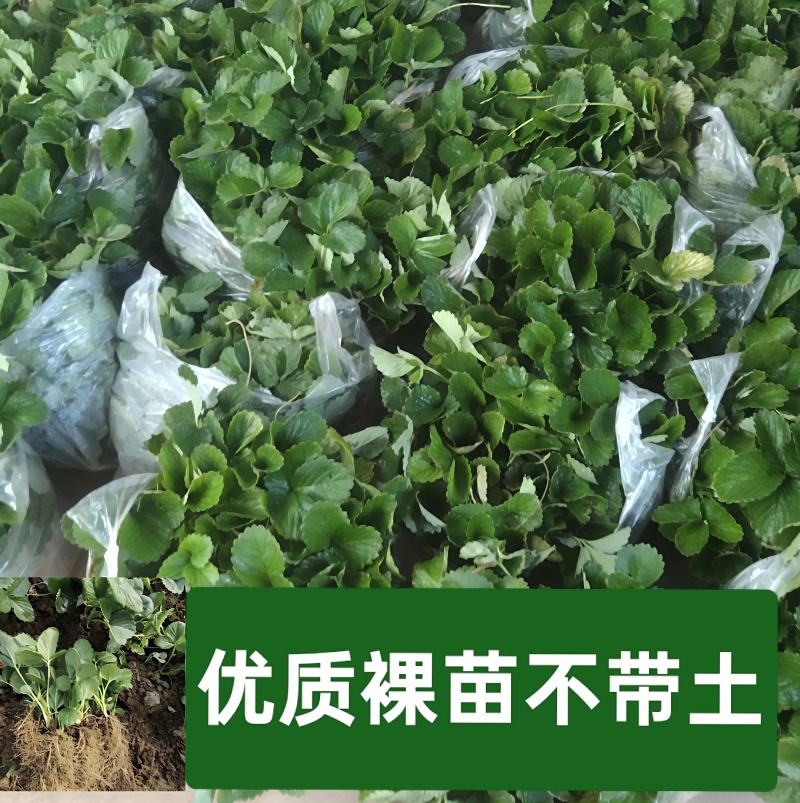 各种秋季蔬菜苗，秋季草莓穴盘苗，绿化草莓裸苗。