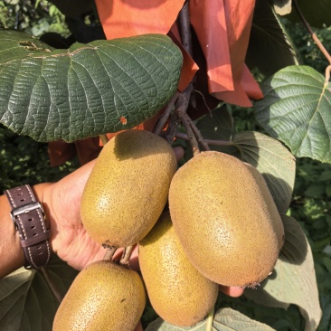 猕猴桃🥝