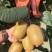 猕猴桃🥝
