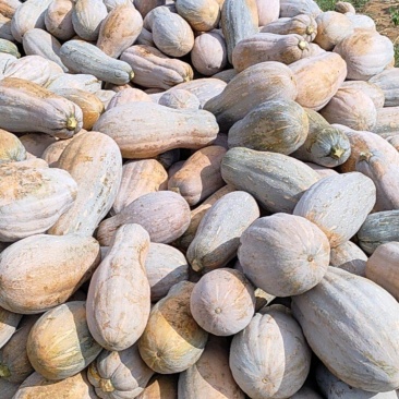 贵州山地蜜本南爪