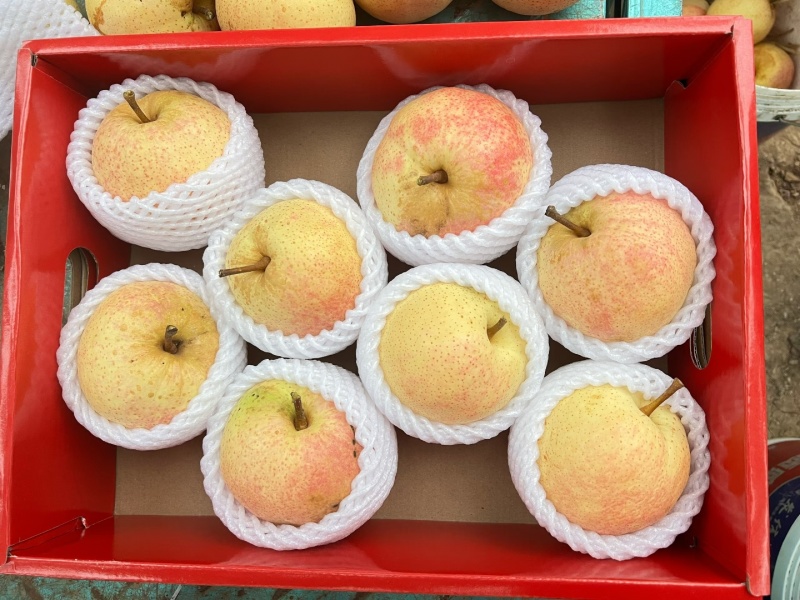 平谷佛见喜梨