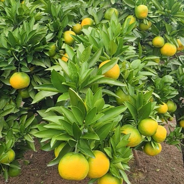 蜜橘