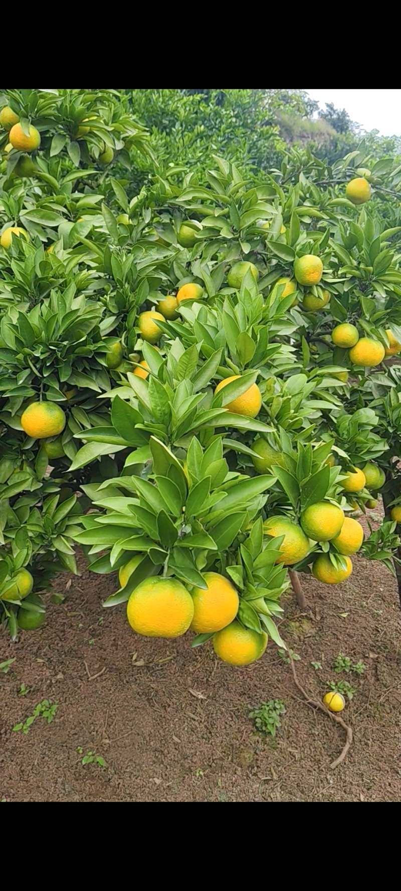 蜜橘