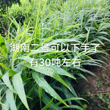 生姜