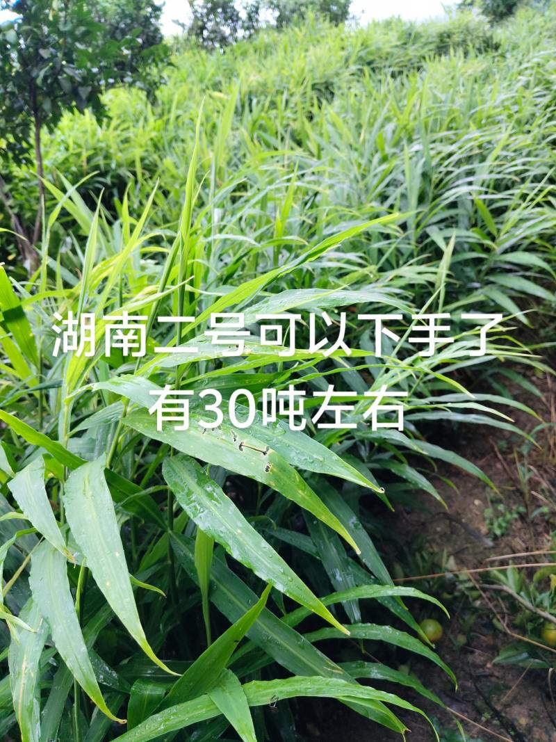 生姜