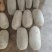 南瓜