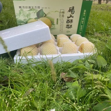 砀山酥梨