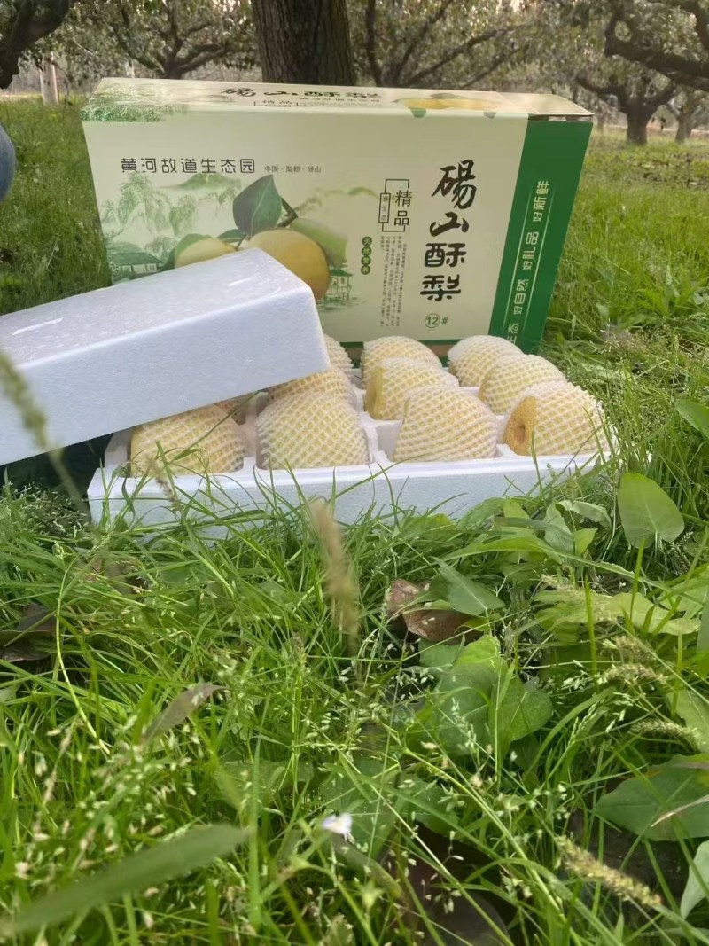 砀山酥梨