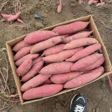 红瑶蜜薯