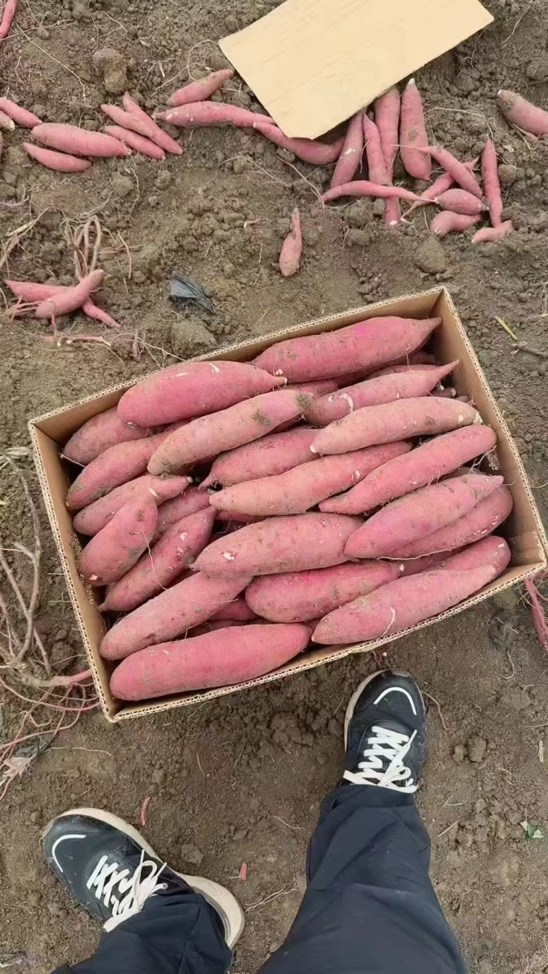 红瑶蜜薯