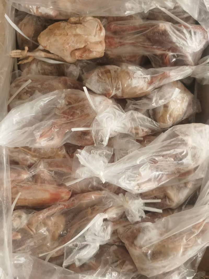 白条鸽5两以上厂家直销质量保证价格实惠