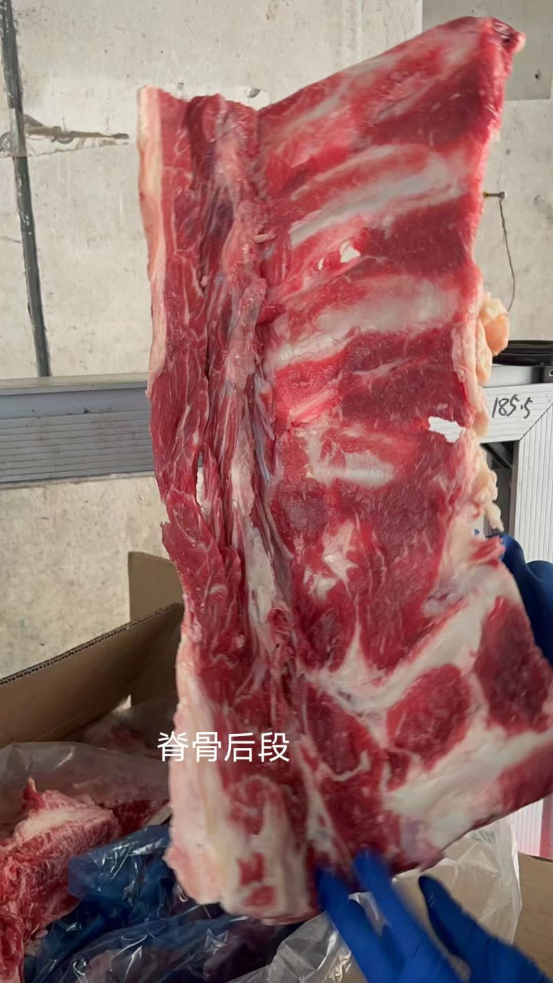 脊骨后段