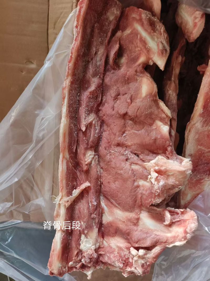 脊骨后段