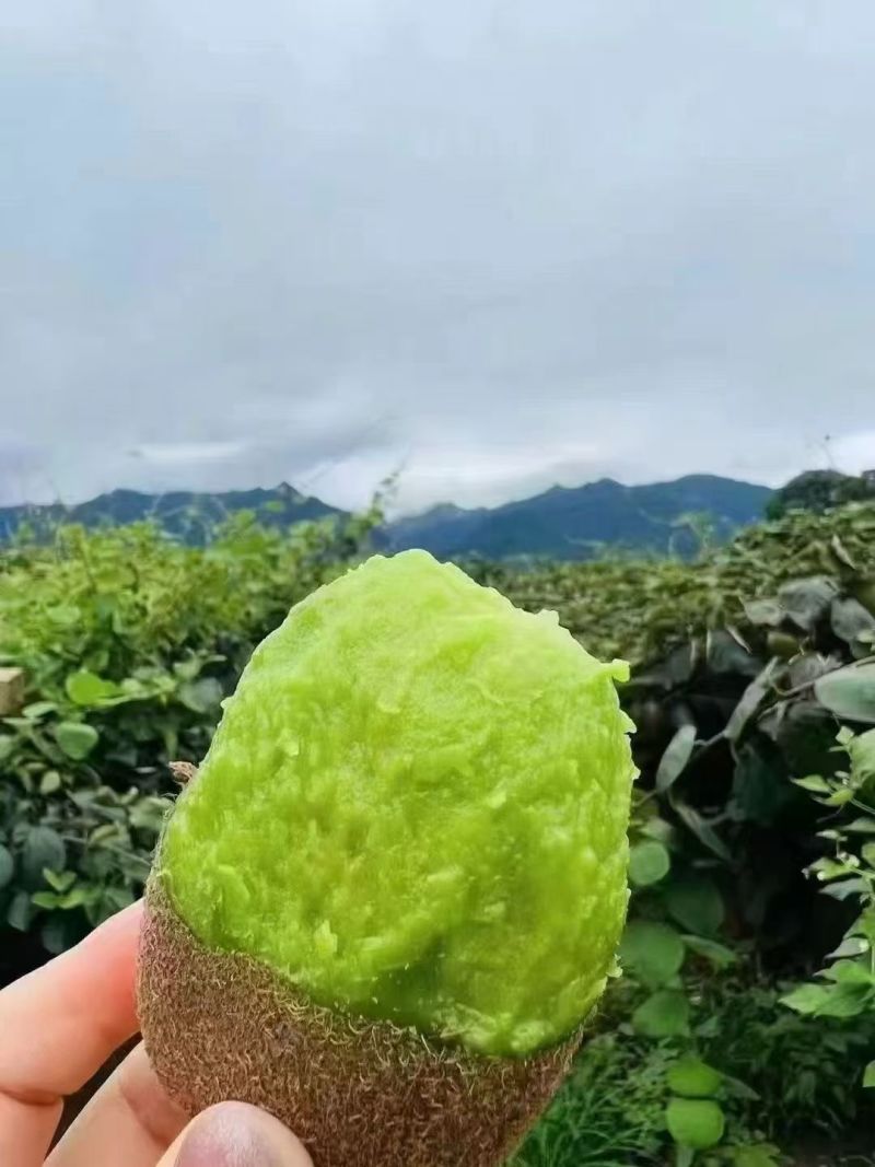 陕西周至徐香猕猴桃