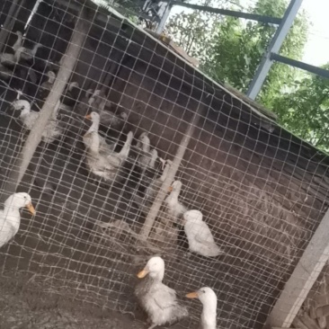 大白鸭