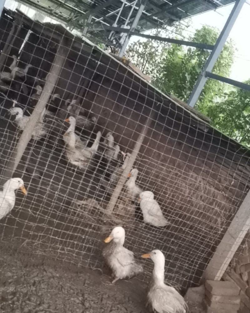 大白鸭