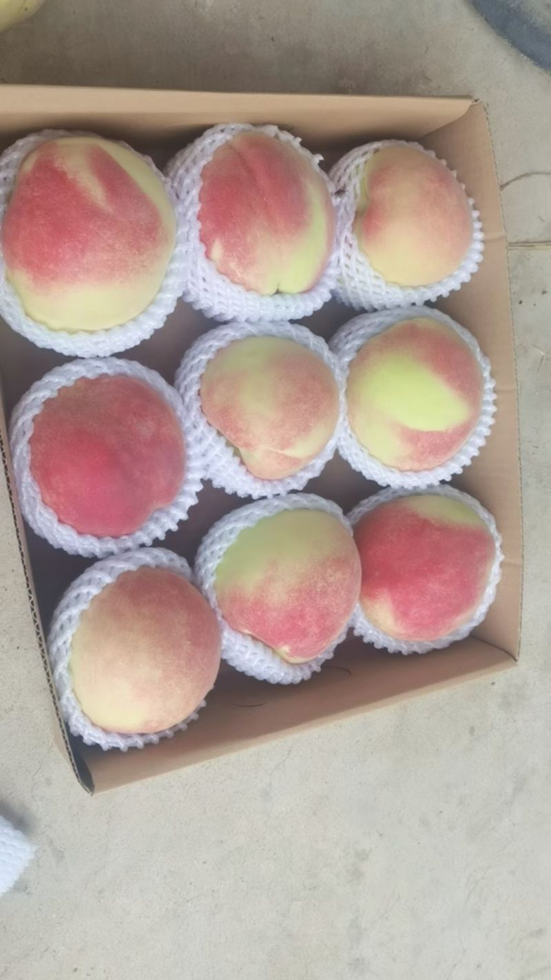 河北中华寿桃