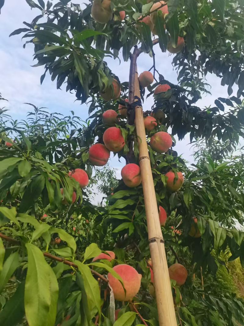 河北中华寿桃