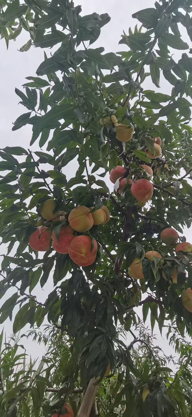 河北中华寿桃