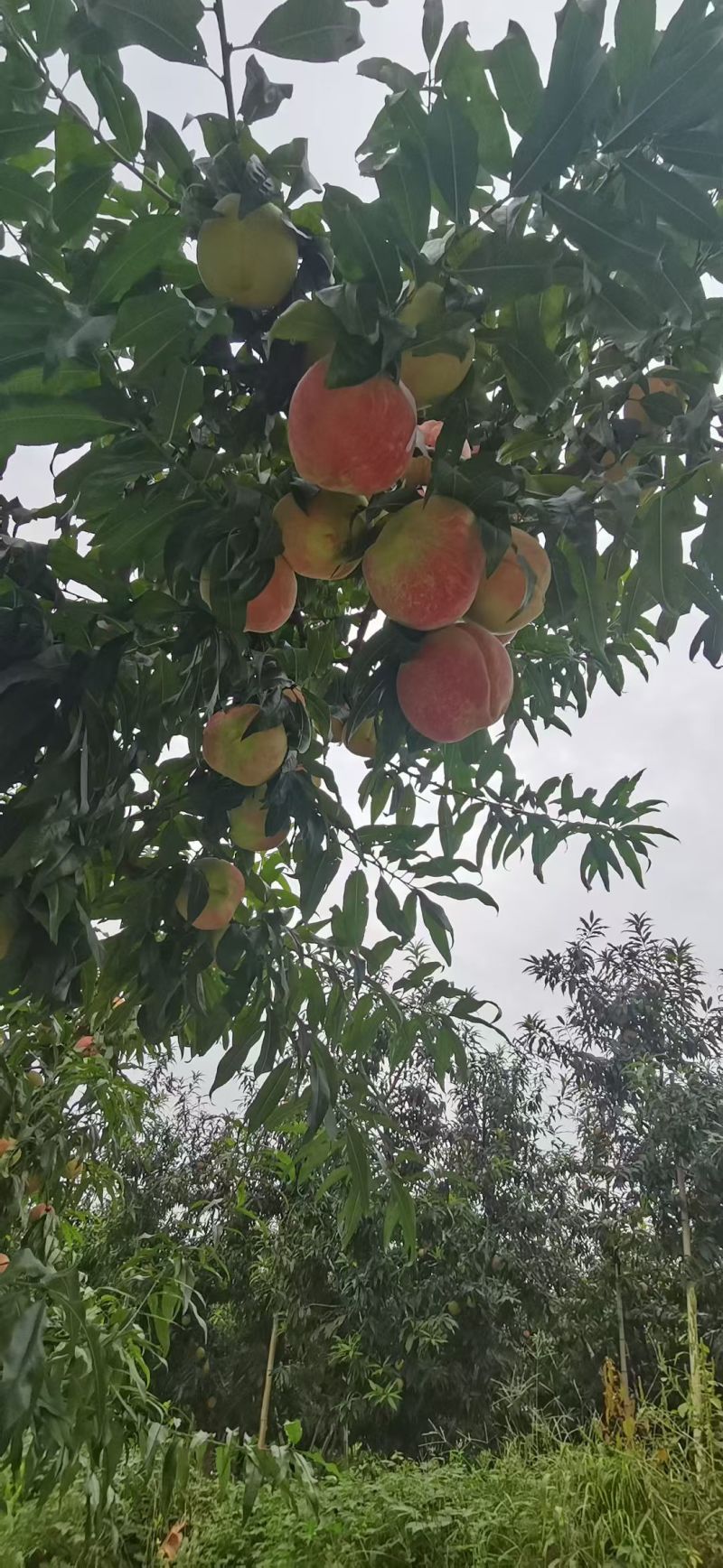 河北中华寿桃