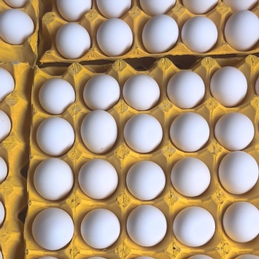 山西晋城白壳蛋🥚