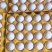 山西晋城白壳蛋🥚