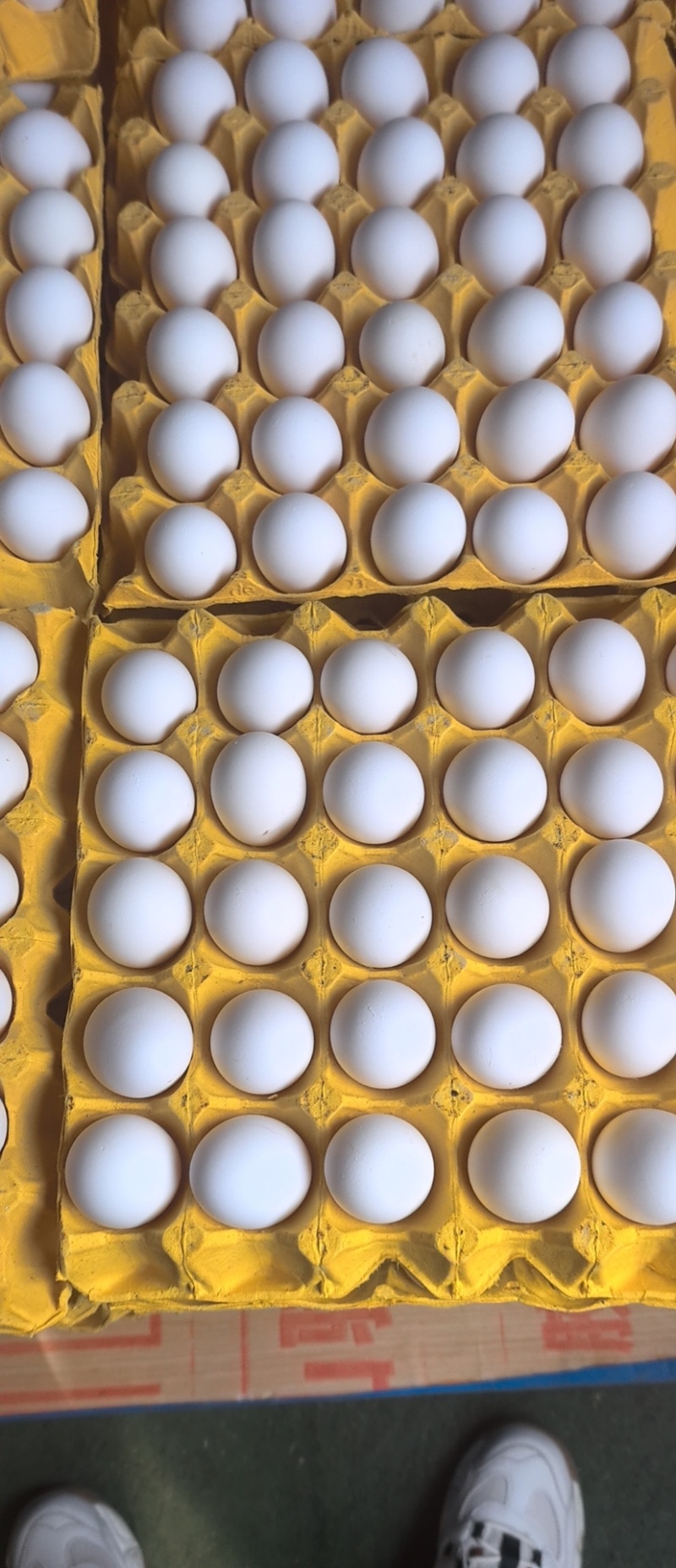 山西晋城白壳蛋🥚