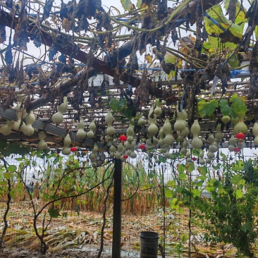 葫芦打包批发的来