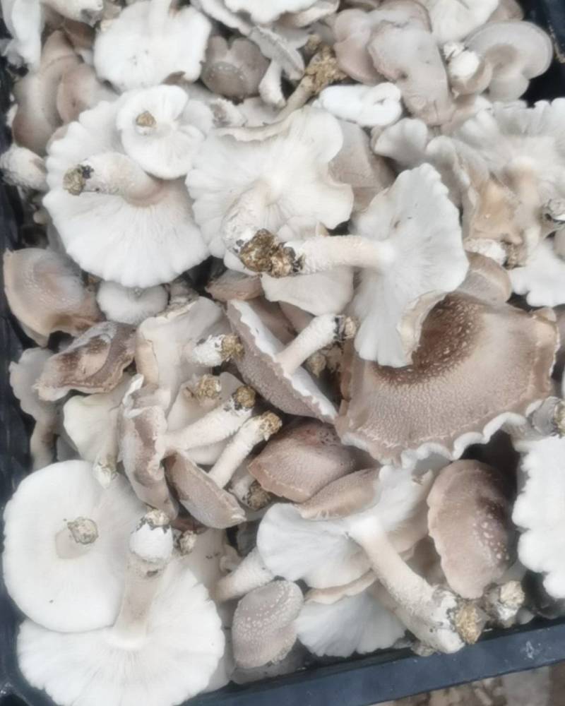山西省临汾市洪洞县香菇