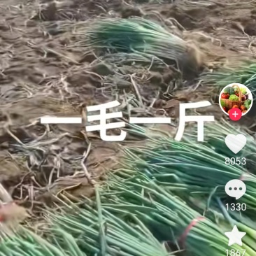 大葱