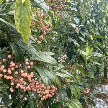 金果榄，又叫地苦胆