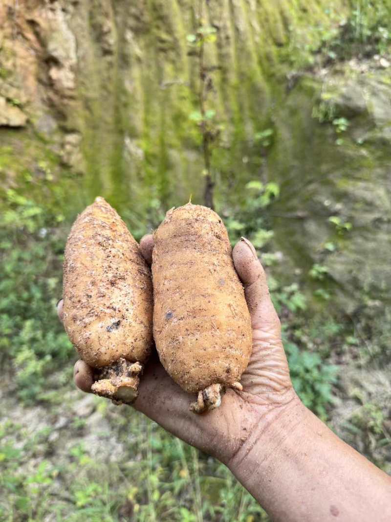 金寨大别山天麻