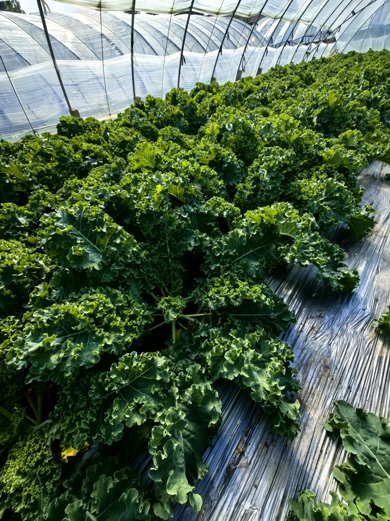 潍坊精品羽衣甘蓝价格美丽可直供