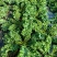 潍坊精品羽衣甘蓝价格美丽可直供