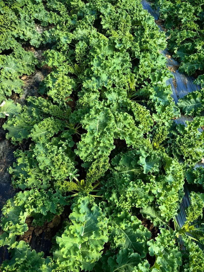 潍坊精品羽衣甘蓝价格美丽可直供