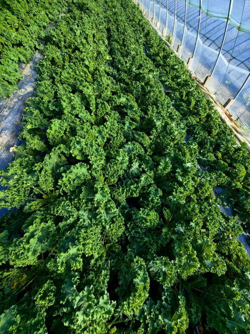 潍坊精品羽衣甘蓝价格美丽可直供