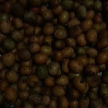 酸枣