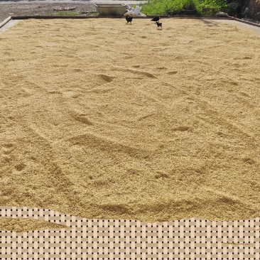 张杂十三。3万斤左右
