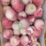 高品质金秋红蜜75起步