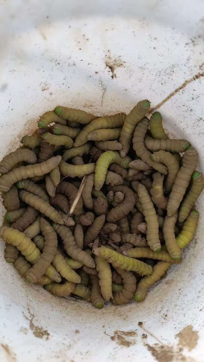 山东下蛰豆虫