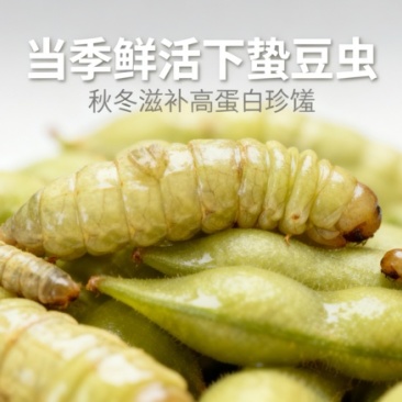 山东下蛰豆虫