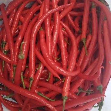 云南弥勒市二荆条3号线椒价格随行就市