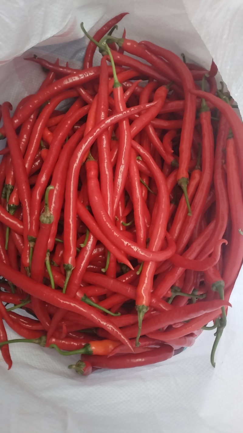 云南弥勒市二荆条3号线椒价格随行就市
