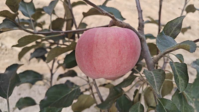 三滩红富士苹果