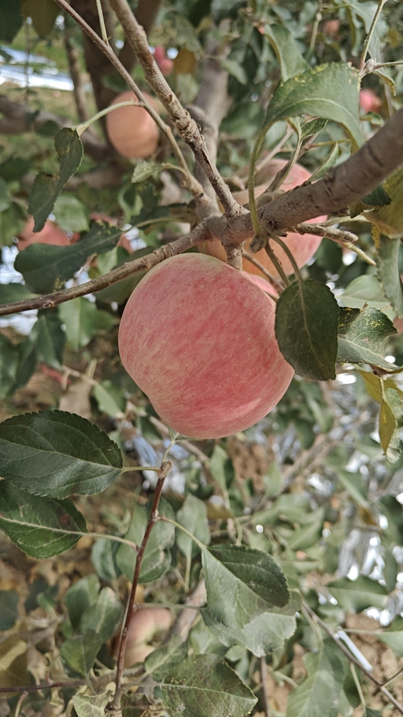 三滩红富士苹果