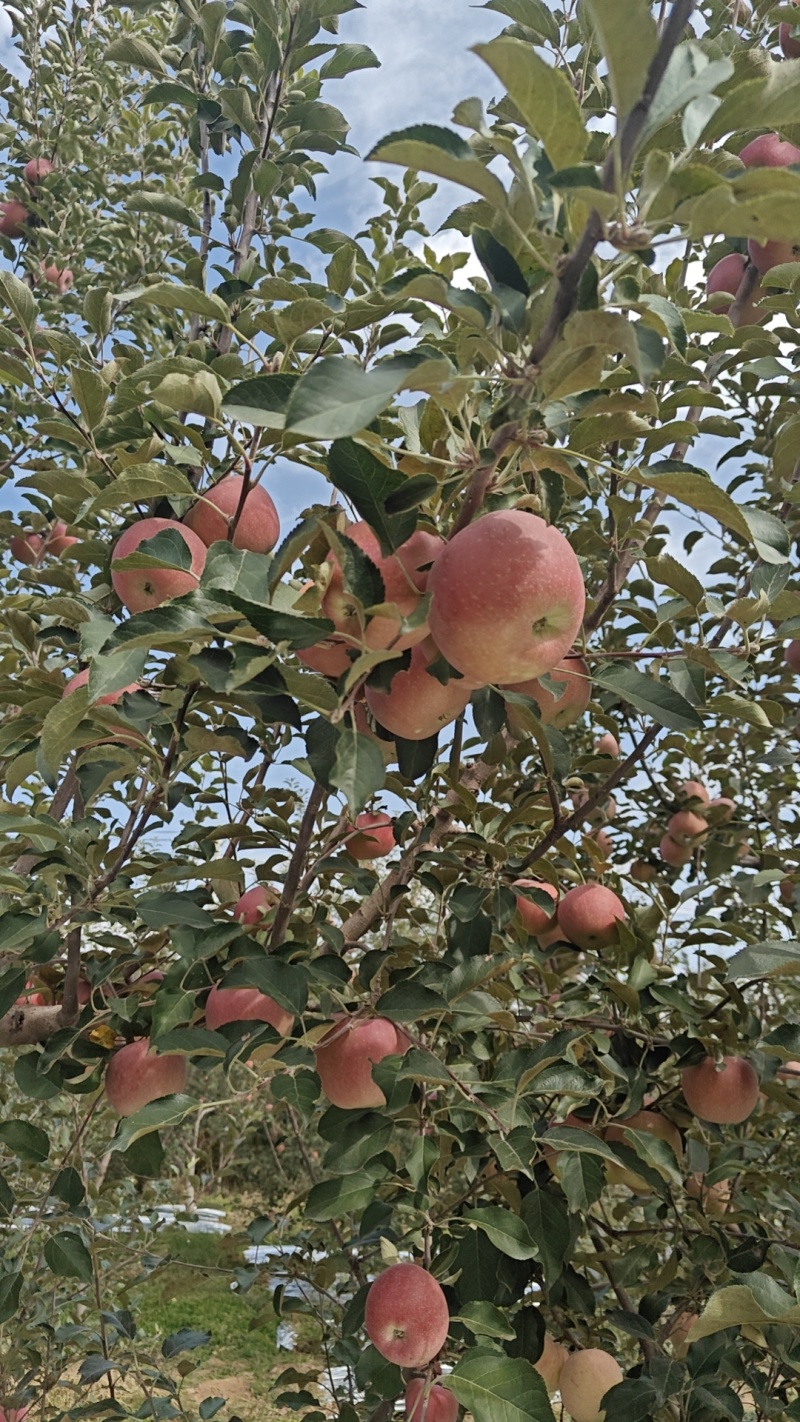 三滩红富士苹果