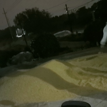 水稻