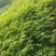 栾树