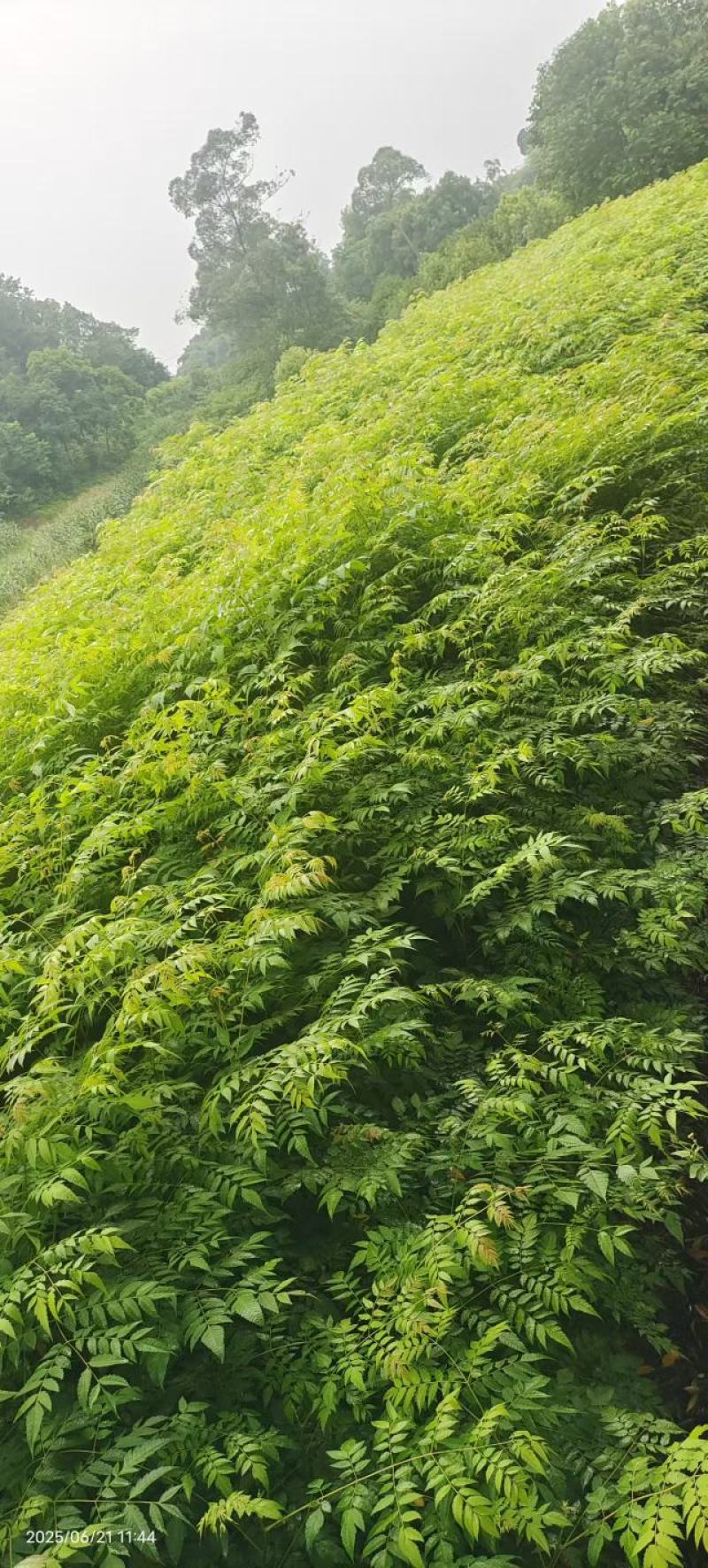 栾树