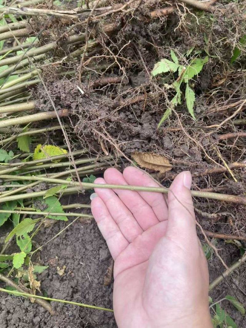 栾树